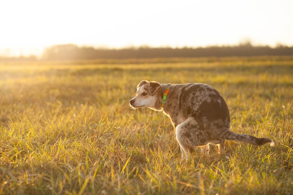 犬に関する豆知識１０選 これであなたも犬マスター あずきちブログ